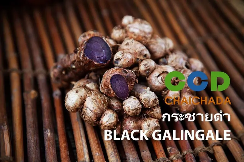 Black Ginger: A Powerful Herbal Remedy for Comprehensive Health Benefits