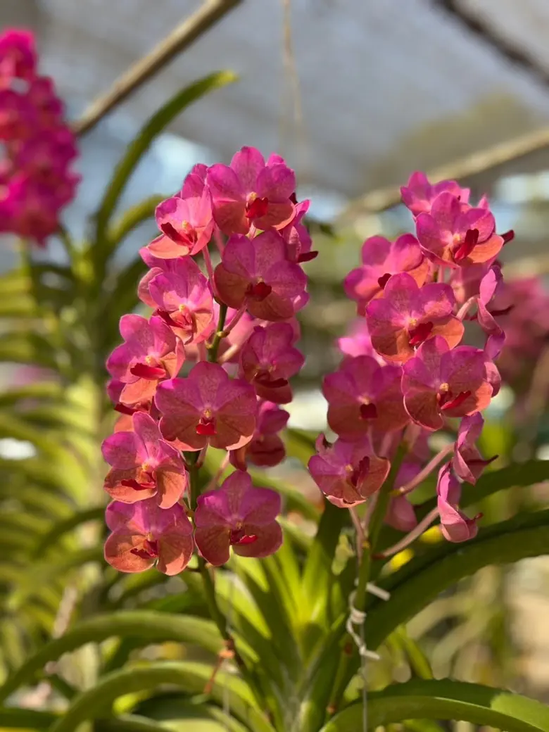 กรมส่งเสริมการเกษตร เชิญเที่ยวงาน " Beyond & Journey of Siam Orchids " คนรักกล้วยไม้ ไม้ดอกไม้ประดับ ห้ามพลาด 17-19 ม.ค. 68 ณ สยามพารากอน