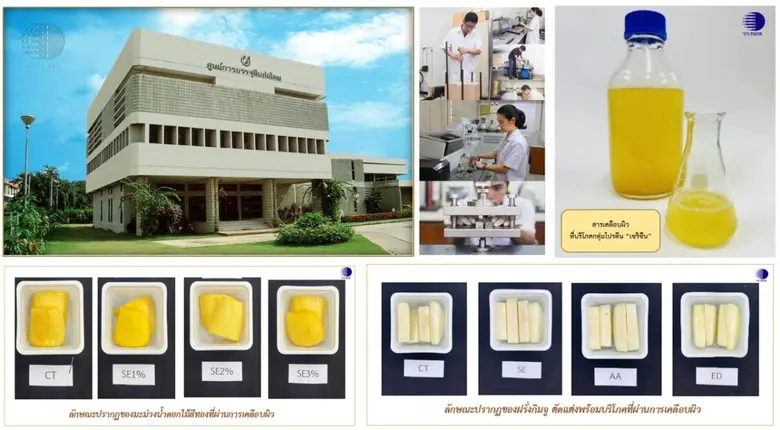 วว. วิจัยพัฒนาสารเคลือบผิวที่บริโภคได้ สำหรับยืดอายุผลไม้สดตัดแต่งพร้อมบริโภค