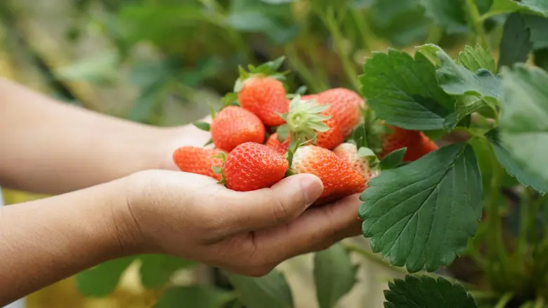 Seasonal Fruits and Tropical Delights at Four Seasons Resort Chiang Mai