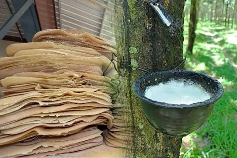 ส่องทิศทางการค้าสินค้าเกษตรไทย สศก. เผย ยังคงเติบโตได้ดีในตลาดอาเซียนและตลาดโลก