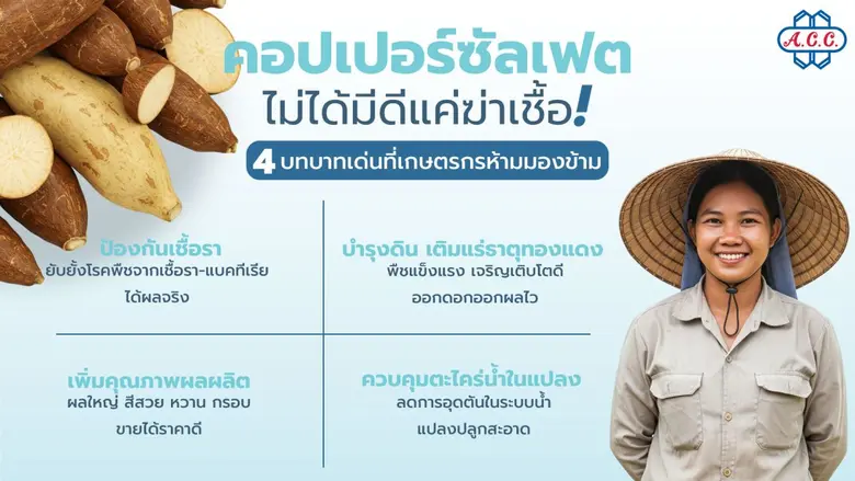 เปิดบทบาท "คอปเปอร์ซัลเฟต" ตัวช่วยเพิ่มผลผลิต พิชิตโรคพืช