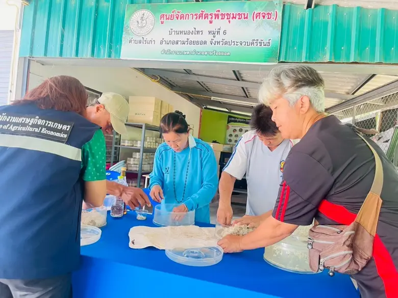 สศท.10 เกาะติดสถานการณ์มะพร้าวผลแก่ จ.ประจวบคีรีขันธ์ ปีนี้ ผลผลิตรวม 252 ล้านผล