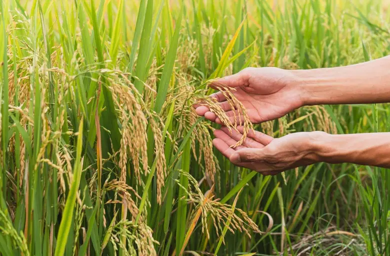 Syngenta supports Thailand's drive to leverage Innovation and Technology to elevate Rice Production, strengthen its position as a leading exporter, and advance Global Food Security