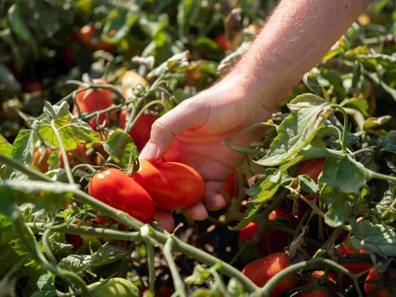 The Thai-Italian Chamber of Commerce (TICC) Launched the Campaign "European Tomato, A Red Passion" in Bangkok