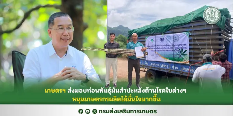 เกษตรฯ ส่งมอบท่อนพันธุ์มันสำปะหลังต้านโรคใบด่างฯ หนุนเกษตรกรผลิตได้มั่นใจมากขึ้น
