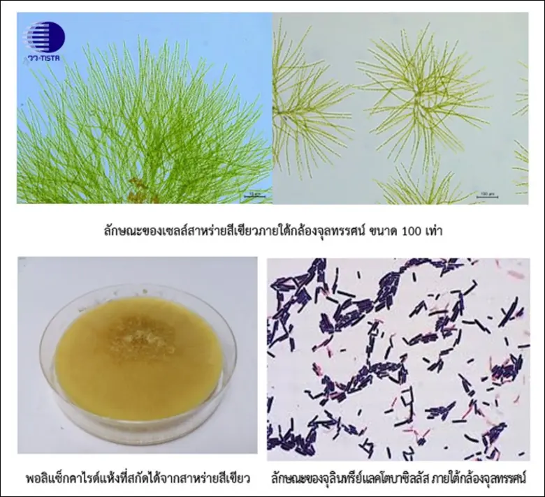 วว. คว้ารางวัลเหรียญทอง ในเวที ITEX 2025 สหพันธรัฐมาเลเซีย จากผลงาน "สูตร/กรรมวิธีผลิตครีมทาหน้า ที่มีส่วนผสมสารสกัดพอลิแซ็กคาไรด์จากสาหร่ายและผลพลอยได้จากจุลินทรีย์โพรไบโอติก"