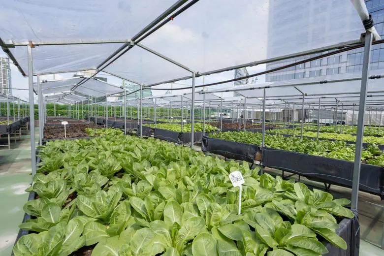 โรงแรมเซ็นทาราแกรนด์ เซ็นทรัลเวิลด์ เปิดตัวสวนผักออร์แกนิค From Rooftop Farm to Table ยกระดับมื้ออาหารอย่างยั่งยืน เสิร์ฟความสดใหม่จากฟาร์ม