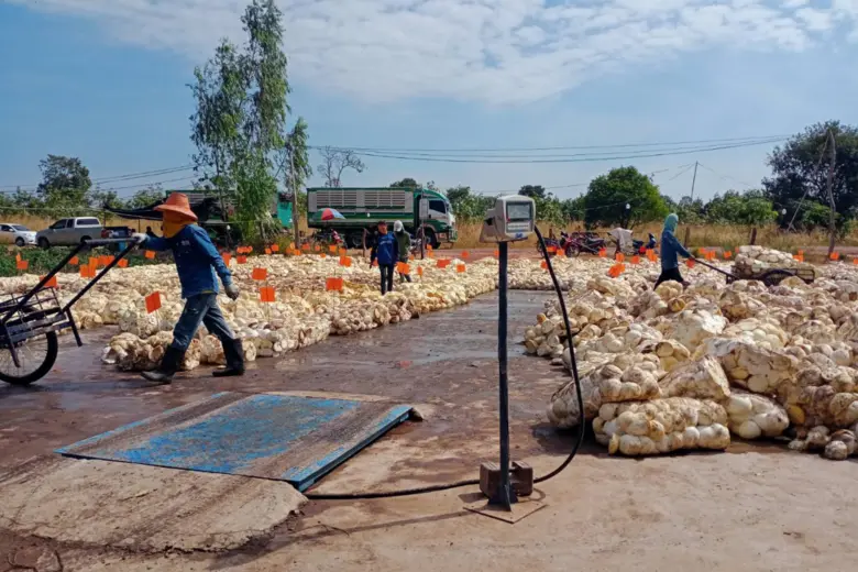 แปลงใหญ่ยางพารากลุ่มเกษตรกรชาวสวนยา อำเภอหัวตะพาน จังหวัดอำนาจเจริญ ยกระดับรายได้ด้วยมาตรฐาน EUDR