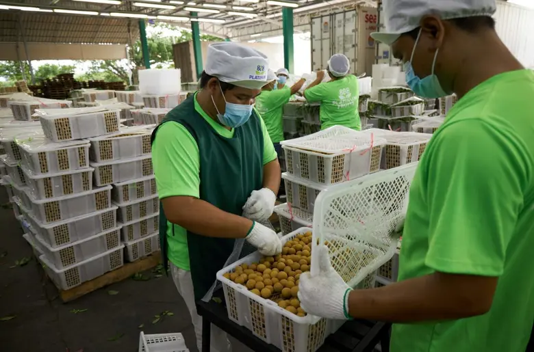 PTF Identifies Key Drivers Behind Longan Price Dip, Expects Continued Demand for Premium Grades