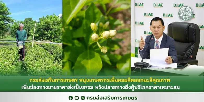 กรมส่งเสริมการเกษตร หนุนเกษตรกรเพิ่มผลผลิตดอกมะลิคุณภาพ เพิ่มช่องทางขายราคาส่งเป็นธรรม หวังปลายทางถึงผู้บริโภคราคาเหมาะสม