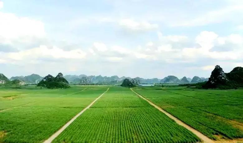 "Double the Sweetness" - A New Chapter for Guangxi's Sugar Industry