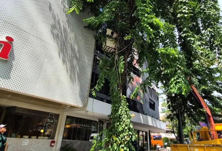 เขตปทุมวันตัดแต่งต้นไม้ถนนพระราม 1 เน้นความปลอดภัย-ปรับพุ่มให้สมดุล ย้ำตัดเฉพาะจุดจำเป็น