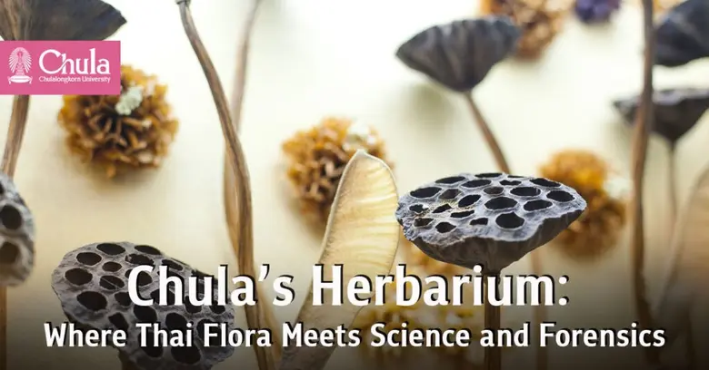 Chulalongkorn University's Herbarium Preserves Thai Flora for Research and Criminal Investigations