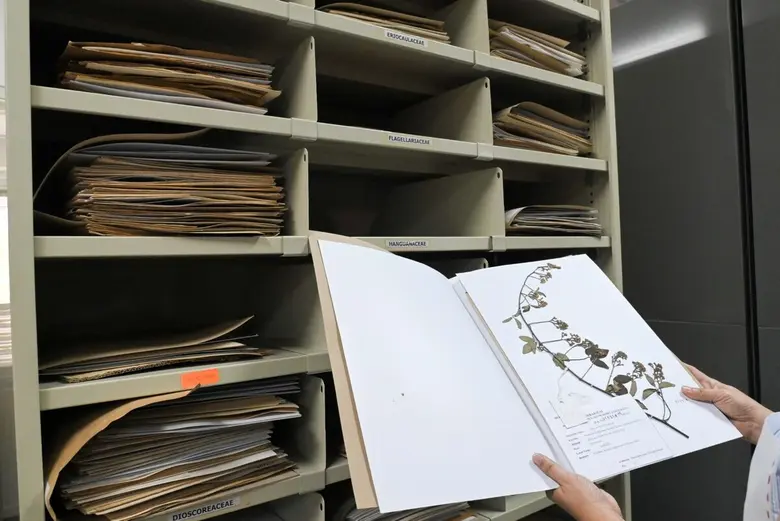 Chulalongkorn University's Herbarium Preserves Thai Flora for Research and Criminal Investigations