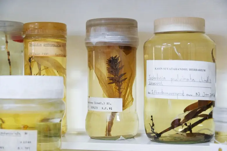 Chulalongkorn University's Herbarium Preserves Thai Flora for Research and Criminal Investigations
