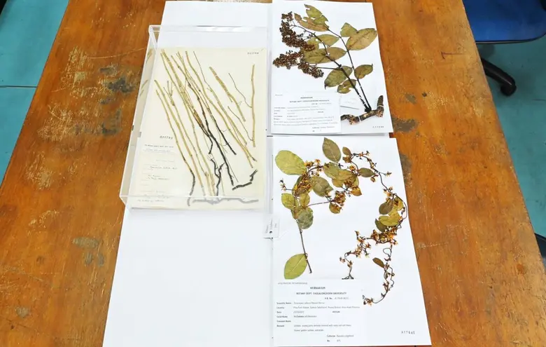 Chulalongkorn University's Herbarium Preserves Thai Flora for Research and Criminal Investigations