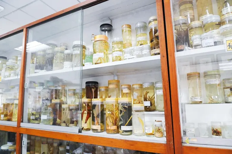 Chulalongkorn University's Herbarium Preserves Thai Flora for Research and Criminal Investigations