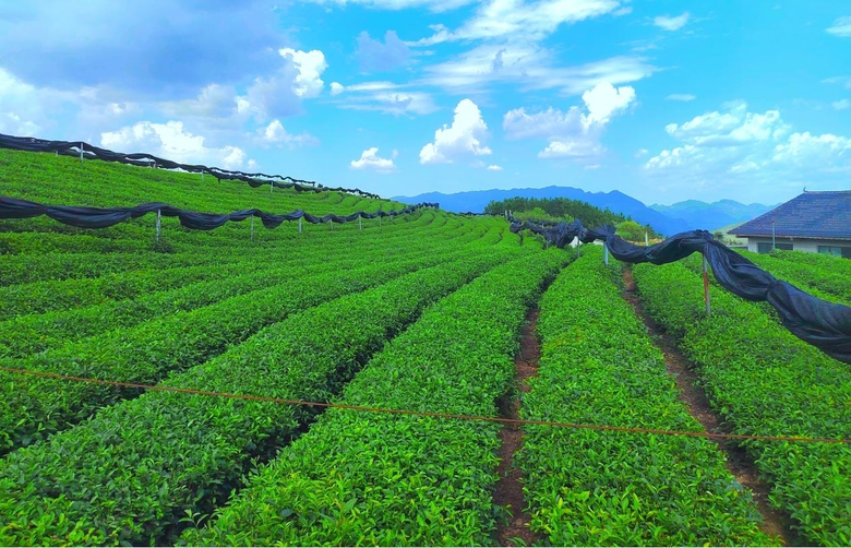 Local specialties fuel economic boom in China's mountainous Guizhou