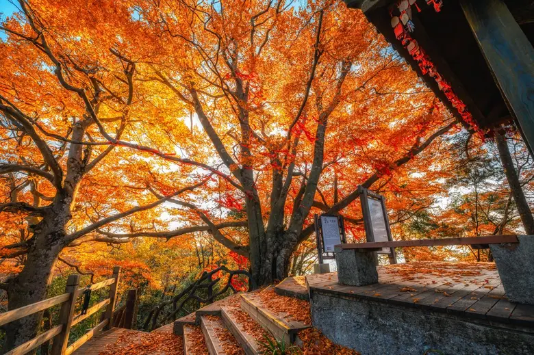 The 23rd Sichuan Guangwu Mountain International Red Leaf Festival Sincerely Inviting the World to Enjoy Asia's Most Beautiful Autumn Scenery