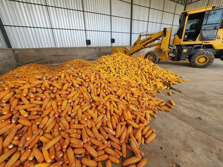 เลขาธิการ สศก. เตรียมนำทีม ลุย Crop Cutting ภาคสนามเพชรบูรณ์ 27 ตุลาคมนี้ ลงพื้นที่แปลงข้าวโพดเกษตรกร ยกระดับข้อมูลแม่นยำพืชเศรษฐกิจของประเทศ