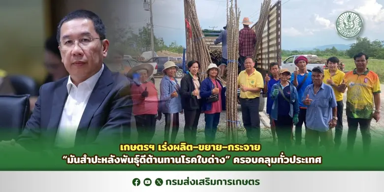 เกษตรฯ เร่งผลิต-ขยาย-กระจาย "มันสำปะหลังพันธุ์ดีต้านทานโรคใบด่าง" ครอบคลุมทั่วประเทศ เกษตรฯ เร่งผลิต-ขยาย-กระจาย "มันสำปะหลังพันธุ์ดีต้านทานโรคใบด่าง" ครอบคลุมทั่วประเทศ