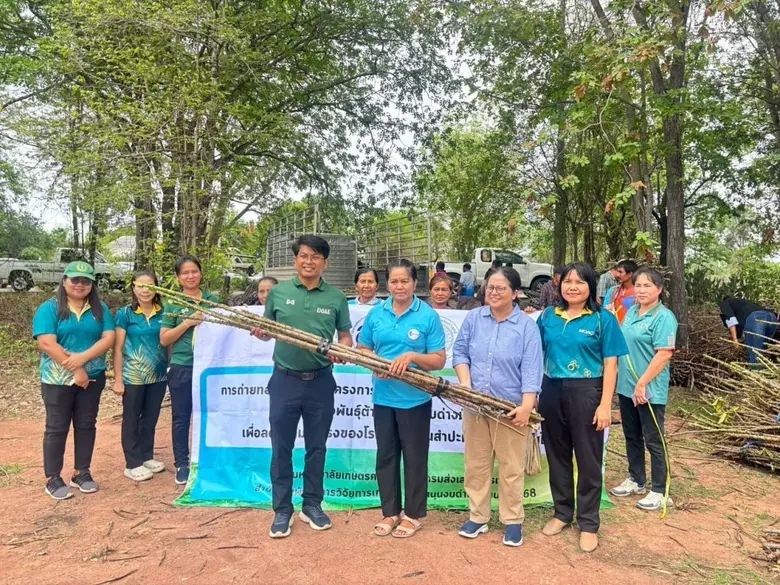 เกษตรฯ เร่งผลิต-ขยาย-กระจาย "มันสำปะหลังพันธุ์ดีต้านทานโรคใบด่าง" ครอบคลุมทั่วประเทศ