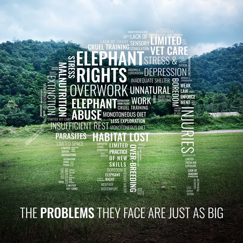 The elephants echo