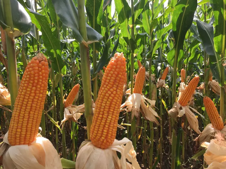 Syngenta Elevates Thailand's Maize Industry with Innovative Biological Solutions for a Sustainable Agricultural Future
