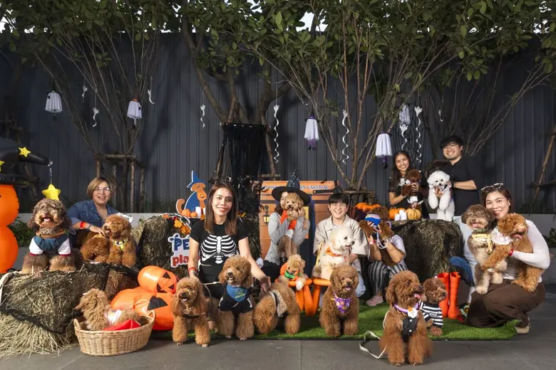 ปลุกสีสัน Halloween สุดหลอนกับเหล่าเพื่อนซี้สี่ขา เติมความสุขอบอุ่นใจในงาน PET PARQ PLAY DAY VOL.3 ที่ เดอะ ปาร์ค