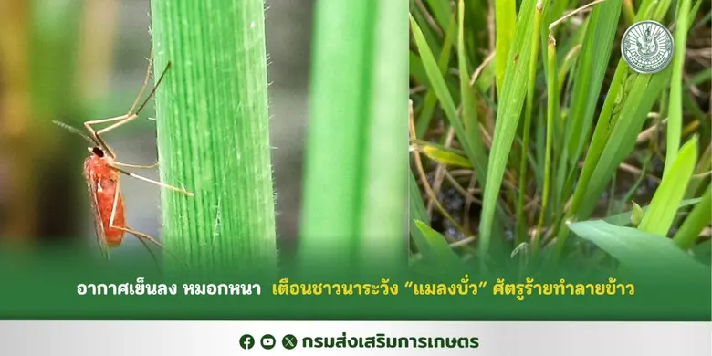 อากาศเย็นลง หมอกหนา เตือนชาวนาระวัง "แมลงบั่ว" ศัตรูร้ายทำลายข้าว