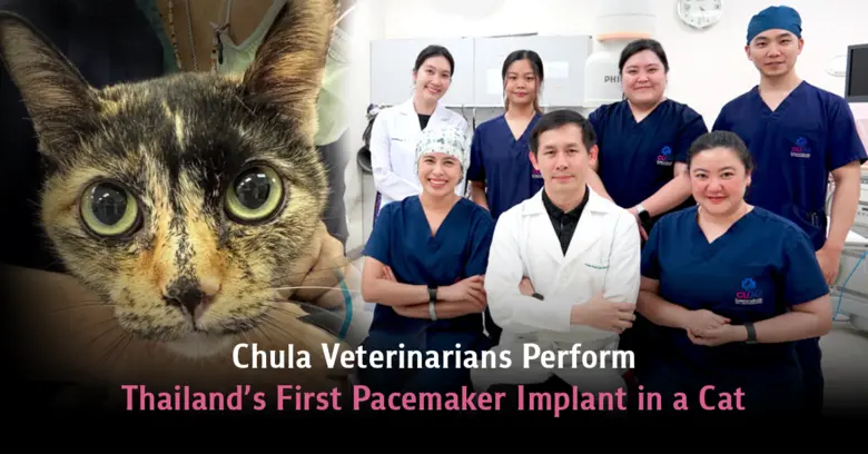 Chula Veterinarians Perform Thailand's First Pacemaker Implant in a Cat