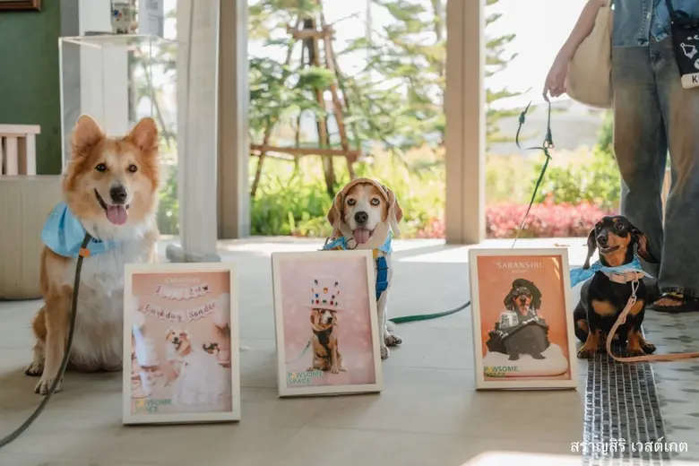 SB Design Square ร่วมยกระดับการอยู่อาศัยสำหรับครอบครัวที่มีสัตว์เลี้ยง เปิดตัว "PAWSOME SPACE PACKAGE" เฟอร์นิเจอร์เพื่อเพื่อนซี้สี่ขา พร้อมโชว์เคส