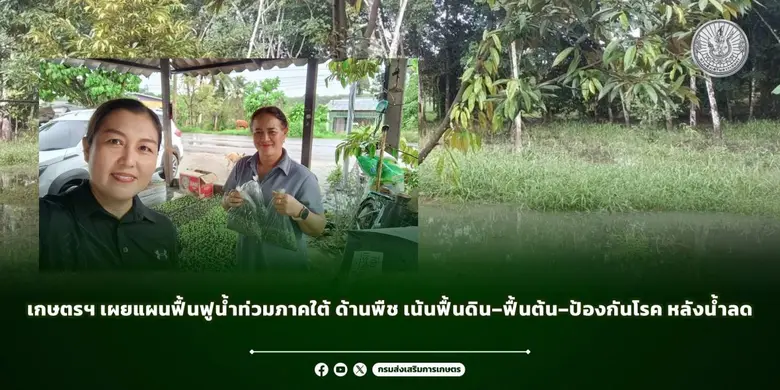 เกษตรฯ เผยแผนฟื้นฟูน้ำท่วมภาคใต้ ด้านพืช เน้นฟื้นดิน-ฟื้นต้น-ป้องกันโรค หลังน้ำลด