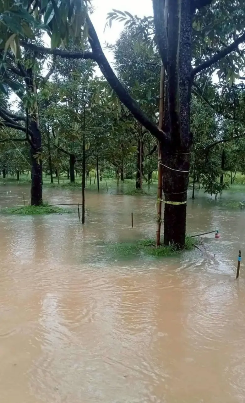 เกษตรฯ เผยแผนฟื้นฟูน้ำท่วมภาคใต้ ด้านพืช เน้นฟื้นดิน-ฟื้นต้น-ป้องกันโรค หลังน้ำลด