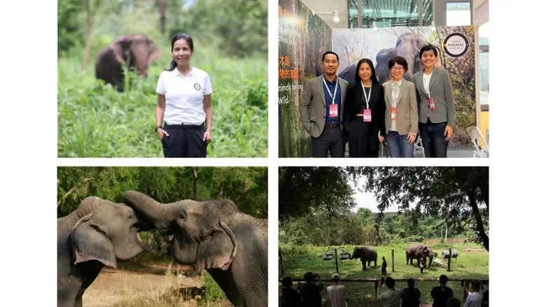 องค์กรพิทักษ์สัตว์แห่งโลกระบุไทยพร้อมขึ้นแท่นศูนย์กลาง Elephant-Friendly Tourismรองรับกระแสนักท่องเที่ยวจีนที่ใส่ใจสวัสดิภาพสัตว์และการท่องเที่ยวเชิงจริยธรรมเพิ่มขึ้น