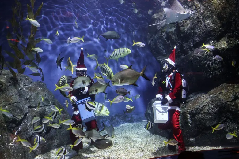 สยามพารากอน ร่วมกับ SEA LIFE Bangkok มอบของขวัญพิเศษในเทศกาลความสุข กับกิจกรรม "Santa Dive and Christmas Carol"