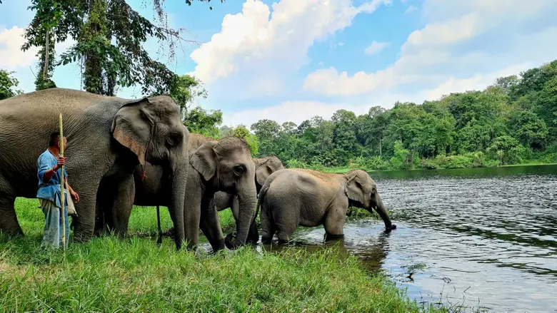 อ.อ.ป. ขานรับนโยบาย ทส. แจกของขวัญ 'ชมช้างฟรี - ลดราคาเฟอร์นิเจอร์ - จุดบริการประชาชน - ปรึกษาปลูกสร้างสวนป่า' ... ส่งท้ายปีเก่า ต้อนรับปีใหม่ ให้กับประชาชน