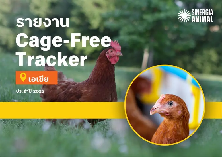 Asia Cage-Free Tracker 2025 เผยความคืบหน้าบริษัทอาหารในเอเชีย พบเพียง 14.7% เดินหน้าสู่ไข่ไก่ปลอดกรงตามเป้า เกือบ 30% ยังไม่เปิดเผยข้อมูล