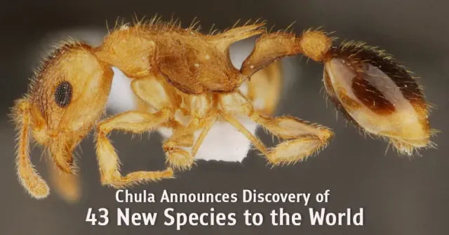 Chula Announces Discovery of 43 New Species to the World