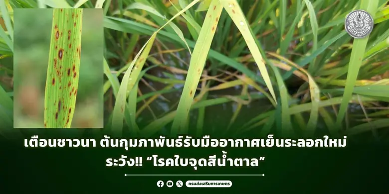 เตือนชาวนา ต้นกุมภาพันธ์รับมืออากาศเย็นระลอกใหม่ ระวัง!! "โรคใบจุดสีน้ำตาล"
