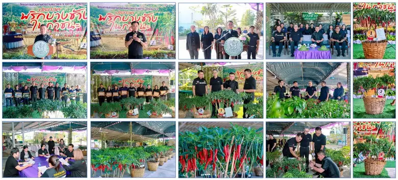 สำนักงานส่งเสริมและพัฒนาการเกษตรที่ 2 จังหวัดราชบุรี จับมือสำนักงานเกษตรจังหวัดสมุทรสงคราม 7 จังหวัดภาคตะวันตก ประกวดพริกบางช้างในภาชนะ ประจำปีงบประมาณ 2569 ภายใต้แนวคิด นำพริกบางช้างกลับคืนถิ่น