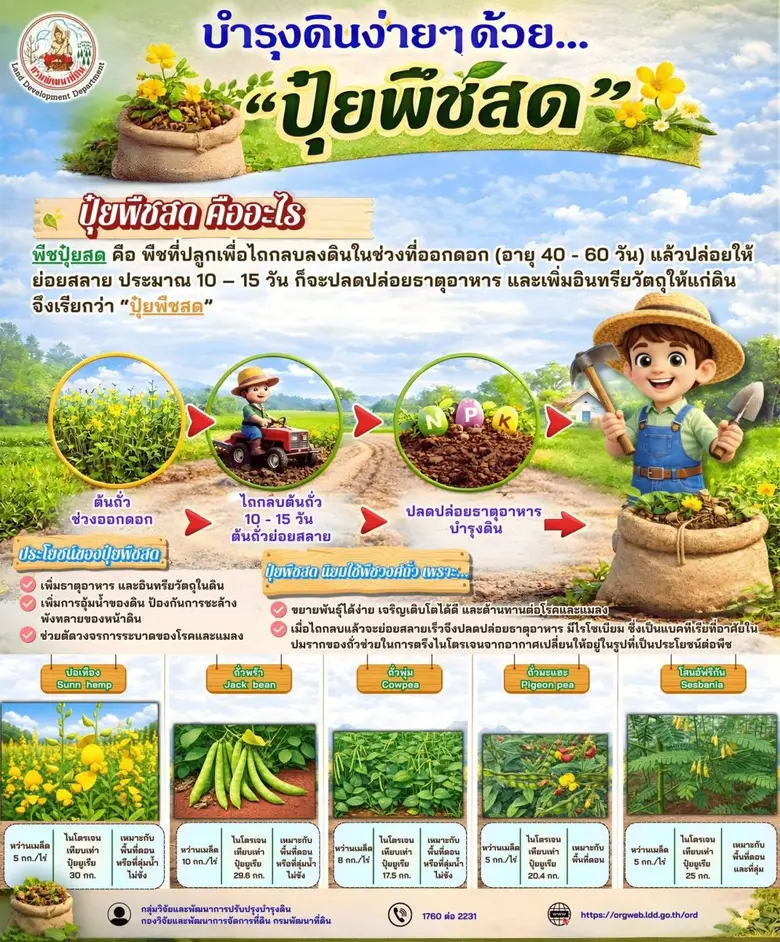 ดินดี…เริ่มได้ง่าย ๆ แค่ "ปลูกแล้วไถกลบ" นี่คือพลังของ "ปุ๋ยพืชสด" ที่หลายคนยังไม่เคยลอง!