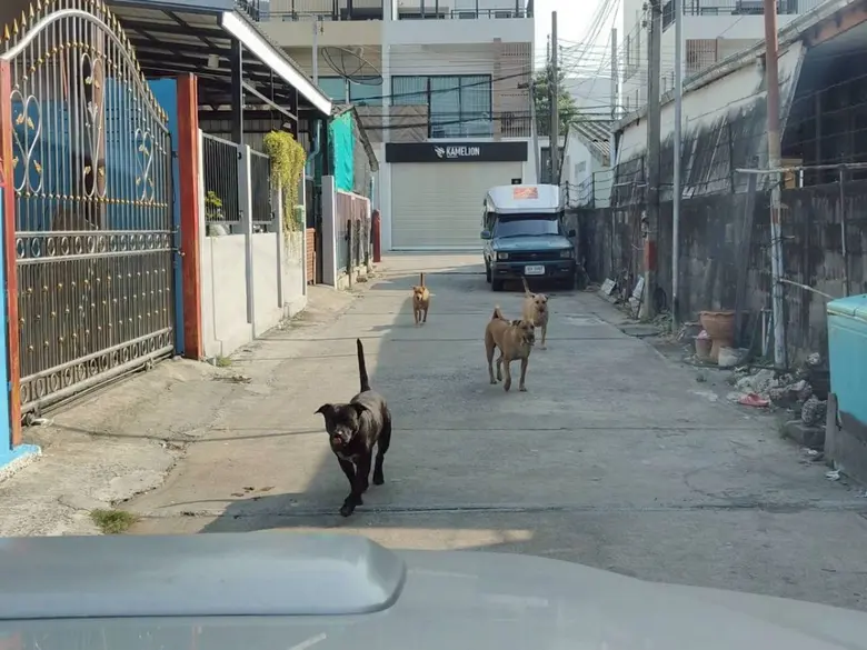 เขตลาดพร้าวลงพื้นที่ตรวจสอบ เร่งแก้ปัญหาการเลี้ยงสุนัขสร้างความเดือดร้อนผู้พักอาศัยใกล้เคียง