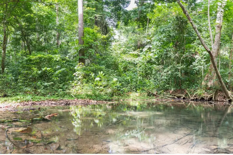 ไม่มีป่า ไม่มีน้ำ "ฟื้นฟูความหลากหลายทางชีวภาพ เพื่อรักษาต้นทุนน้ำในวันที่โลกเดือด"