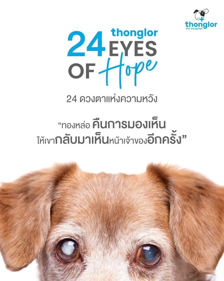 รพ.สัตว์ทองหล่อ เปิดตัวแคมเปญ "24 EYES OF HOPE" มอบแสงสว่างรักษาสัตว์ป่วยต้อกระจก คืนโมเมนต์ "การได้กลับมาเห็นหน้าเจ้าของอีกครั้ง"