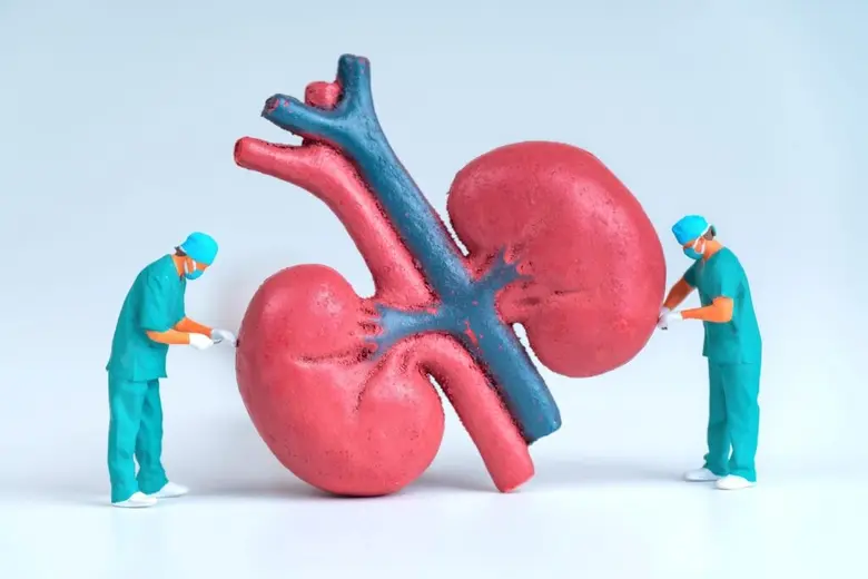 "Lactobacillus rhamnosus L34": A Native Probiotic That Reduces Inflammation in Patients with Chronic Kidney Disease