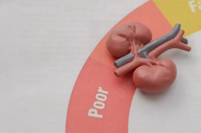 "แลคโตบาซิลัส แรมโนซัส แอล34" โพรไบโอติกประจำถิ่น ลดการอักเสบ ในผู้ป่วยโรคไตเรื้อรัง