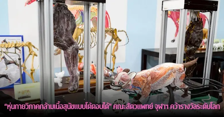 "หุ่นกายวิภาคของกล้ามเนื้อสุนัขแบบโต้ตอบได้" นวัตกรรมล่าสุดจากคณะสัตวแพทย์ จุฬาฯ คว้ารางวัลระดับโลก