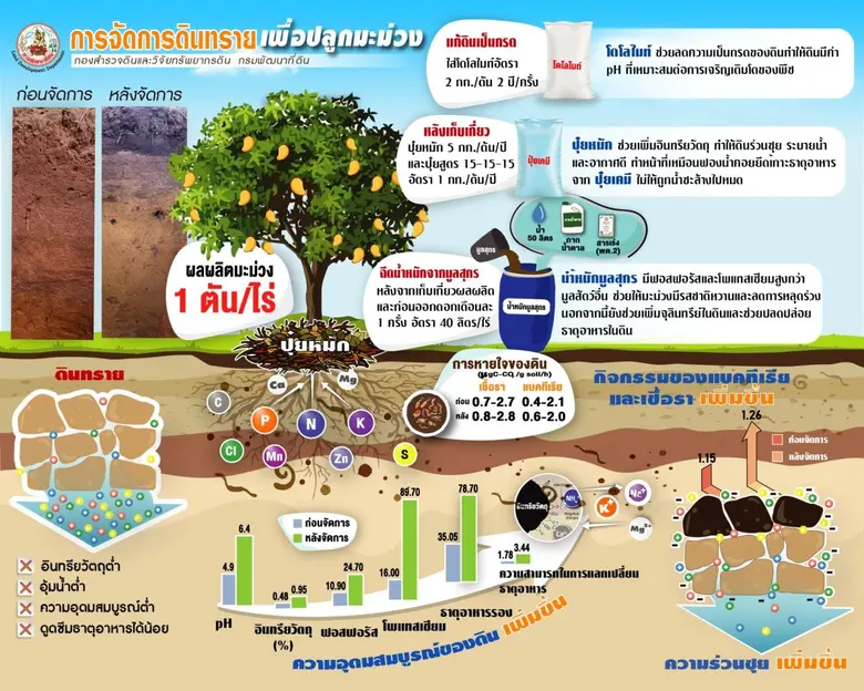 เปลี่ยนดินทรายให้กลายเป็นทอง! เคล็ดลับจัดการดิน ปลูกมะม่วงให้ผลผลิตปัง โดยกรมพัฒนาที่ดิน